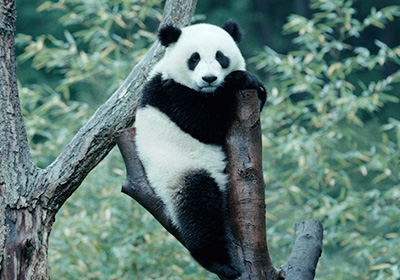 パンダのすごい世界